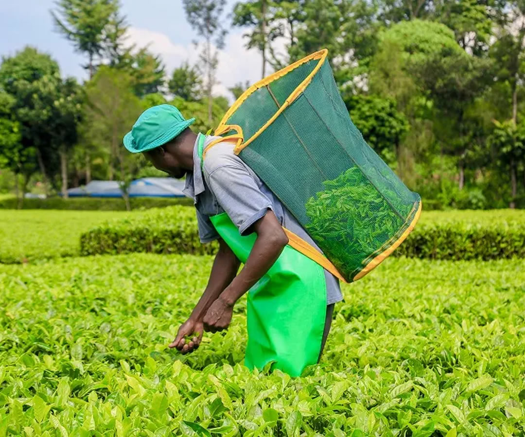 How Kenya's tea levy will work and who will pay